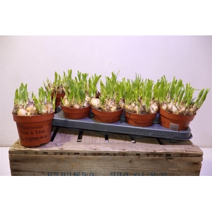 arr8 Narc O Tete A Tete