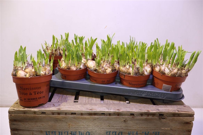 <h4>arr8 Narc O Tete A Tete</h4>