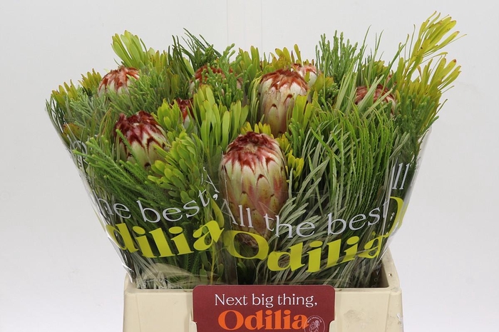 <h4>BQ Protea Aurumn SFB</h4>