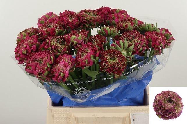 <h4>RAN PON PON ALADDIN</h4>