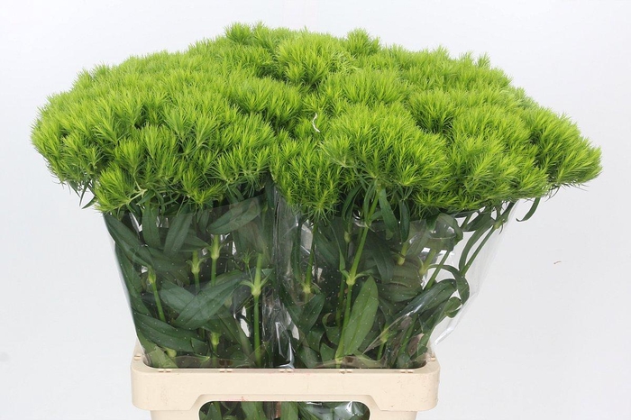 <h4>Dianthus Br Kiwi Mellow</h4>