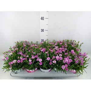 Dianthus  'Pink Kisses'