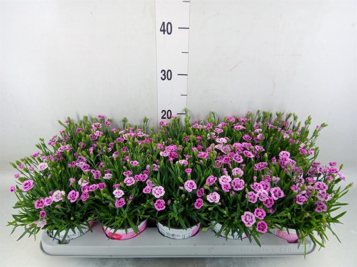 <h4>Dianthus 'Pink Kisses'</h4>