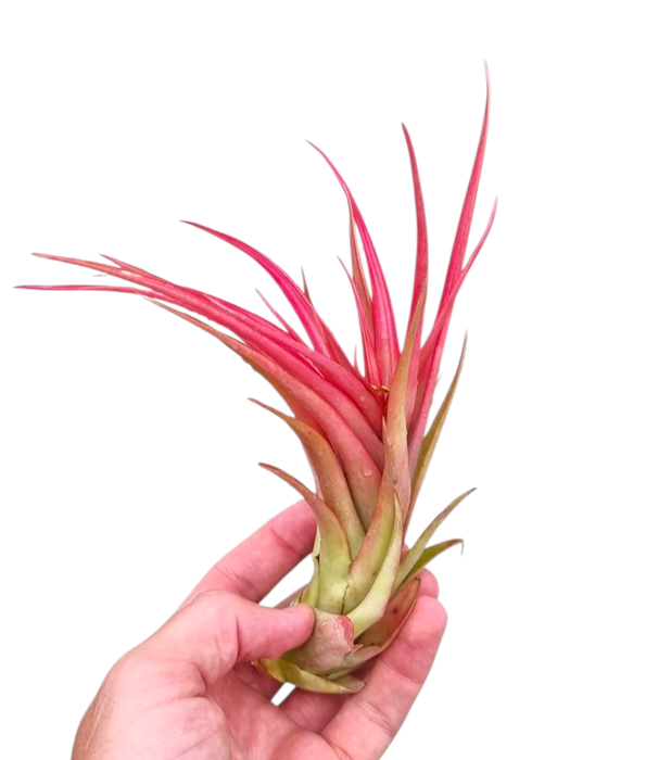 <h4>Tillandsia Multiflora large red</h4>