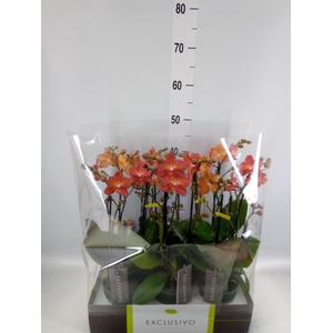 Phalaenopsis multi.   ...orange
