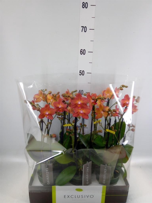 <h4>Phalaenopsis multi.   ...orange</h4>