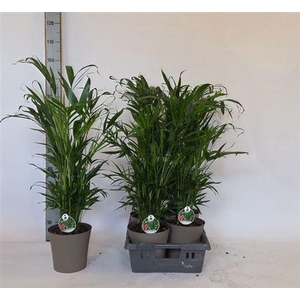 Chamaed Cataractarum 25pp In Deco Pot