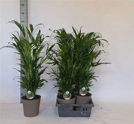 <h4>Chamaed Cataractarum 25pp In Deco Pot</h4>