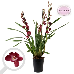 Cymbidium rood 3 tak