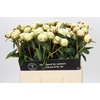 Paeonia Bowl Of Cream