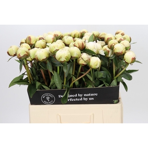 Paeonia Bowl Of Cream