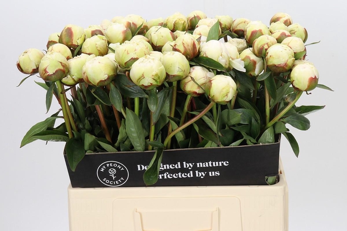 Paeonia Bowl Of Cream