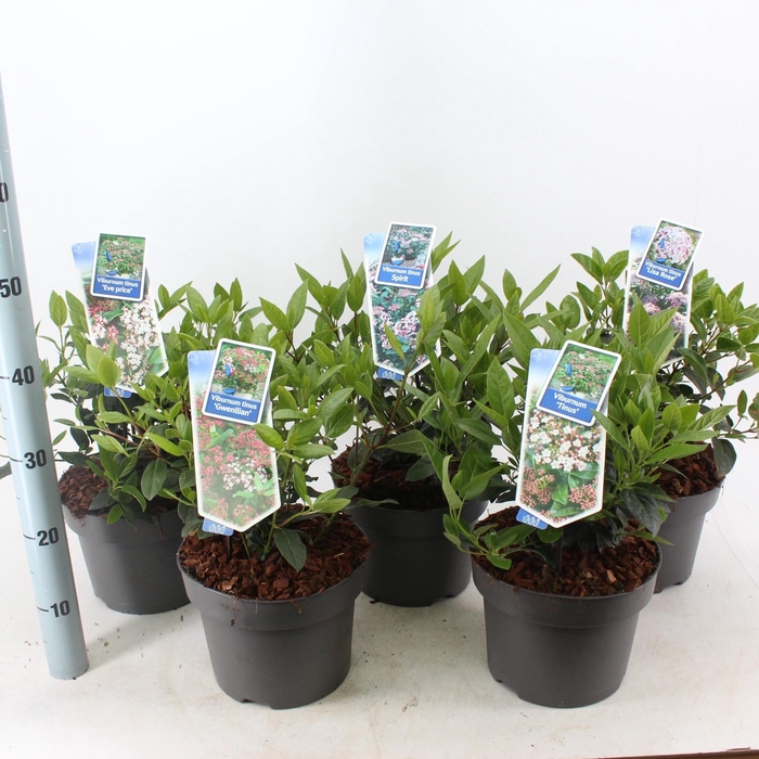 <h4>Viburnum tinus 'Mix Shelve' C5</h4>