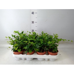 Hedera helix 'Shamrock'