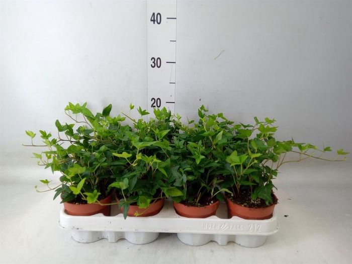 <h4>Hedera helix 'Shamrock'</h4>