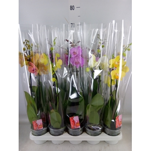 Phalaenopsis   ...mix