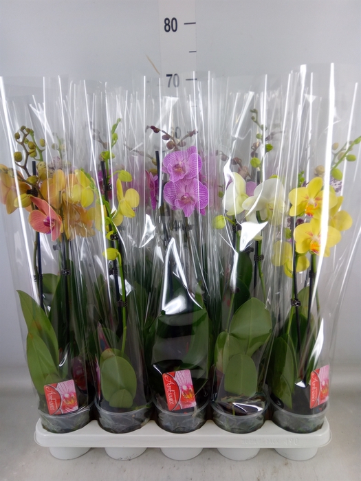 <h4>Phalaenopsis   ...mix</h4>