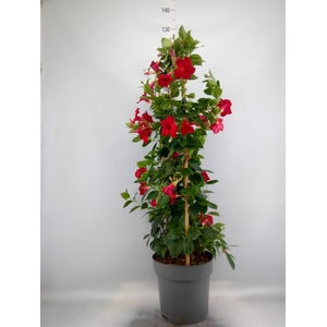 Mandevilla am. 'Sundav Red'