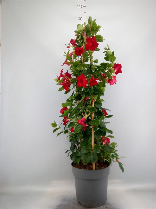 <h4>Mandevilla am. 'Sundav Red'</h4>