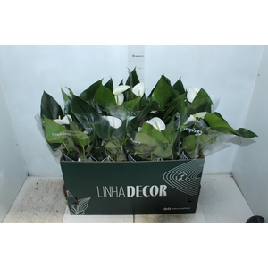 ANTHURIUM WHITE WINNER P15 BRANCO