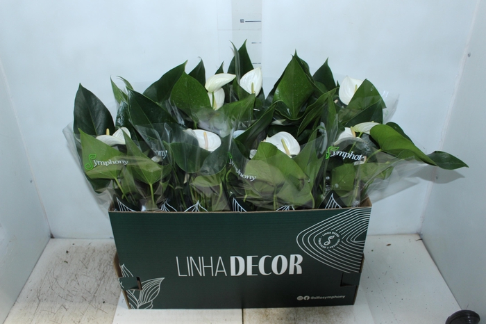 <h4>ANTHURIUM WHITE WINNER P15 BRANCO</h4>