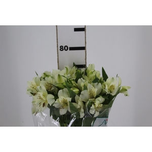 ALSTROEMERIA AKEMI 080 CM
