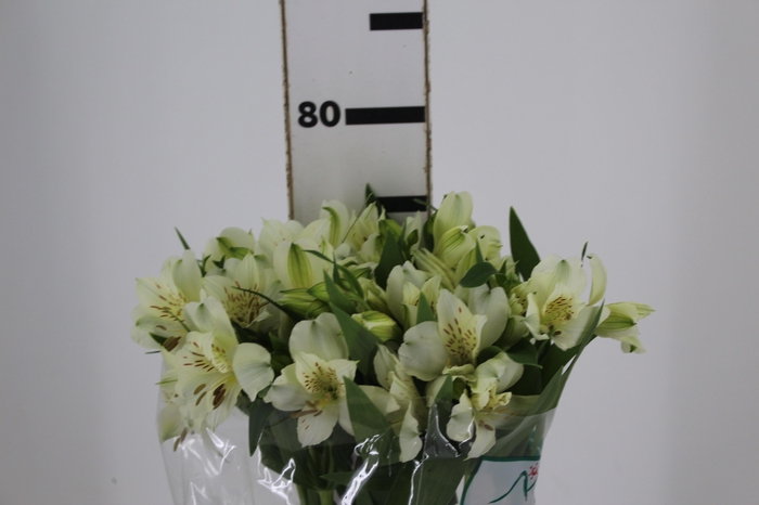 <h4>ALSTROEMERIA AKEMI 080 CM</h4>