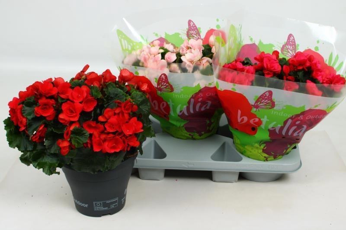 <h4>BEG EN BETULIA GEM</h4>