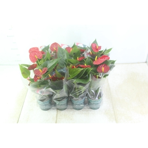 ANTHURIUM RED SUCCESS P09