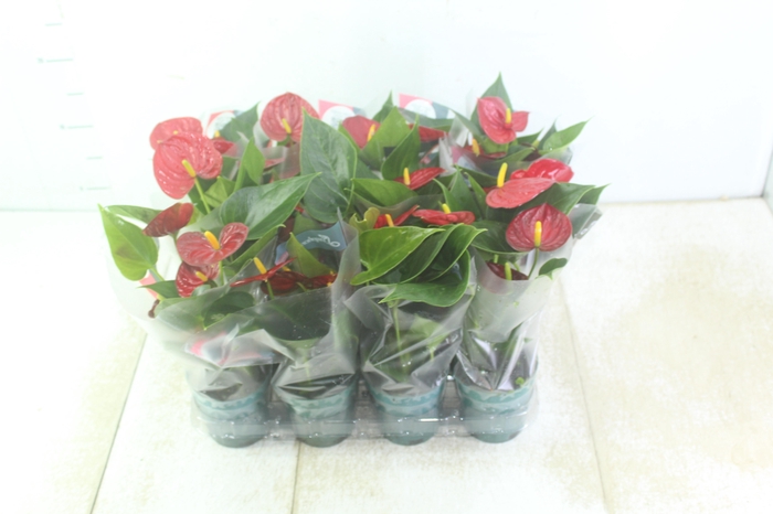 <h4>ANTHURIUM RED SUCCESS P09</h4>