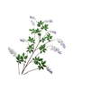 Wisteria Lilac