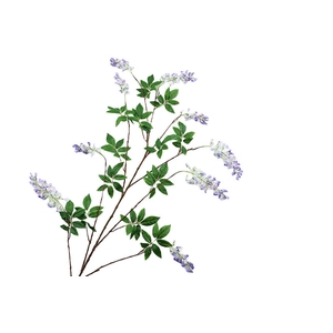 Wisteria Lilac