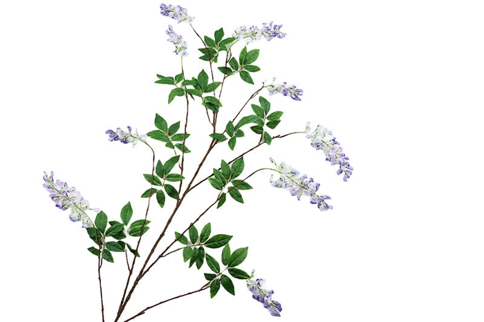 <h4>Wisteria Lilac</h4>