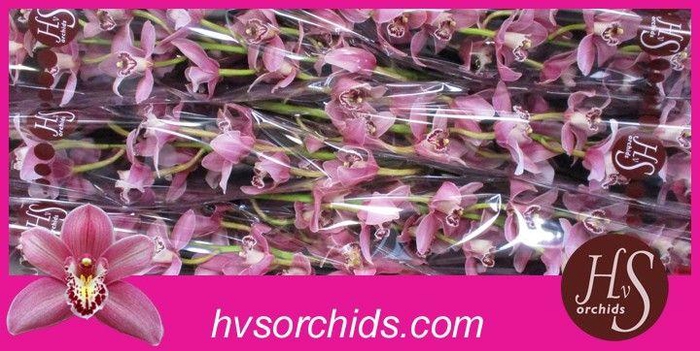 <h4>CYMB T CANDY 80 CM</h4>