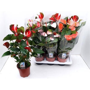 ANTHURIUM MIX P17 6+