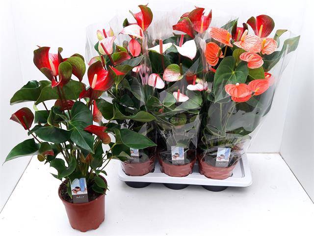 <h4>ANTHURIUM MIX P17 6+</h4>