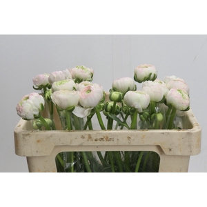 Ranunculus Clooney Hanoi