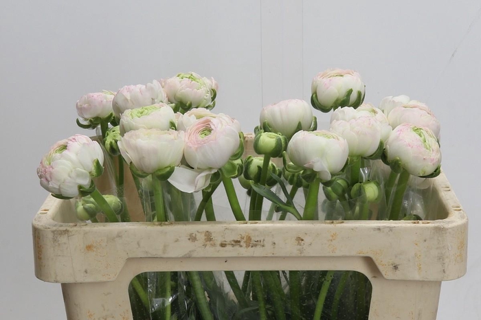 <h4>Ranunculus Clooney Hanoi</h4>