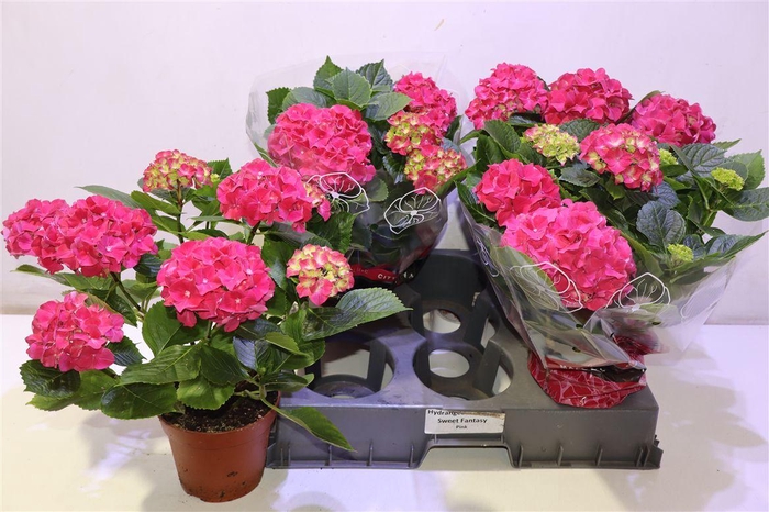 <h4>arr8 Hydr M Grumpy</h4>