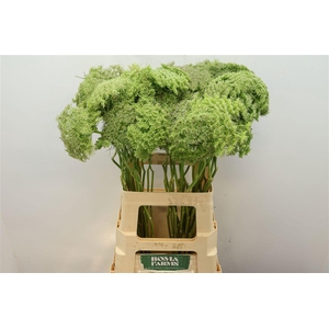 AMMI VIS GREEN MIST