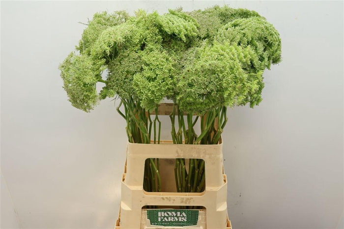 <h4>AMMI VIS GREEN MIST</h4>