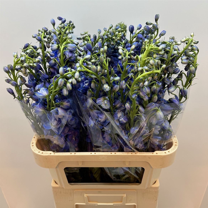 <h4>Delph Du Guard Blue</h4>