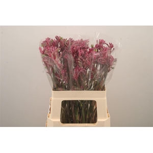 Anigoz Mini Pearl Pink