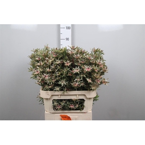 Leucad Ayoba Star Pearl