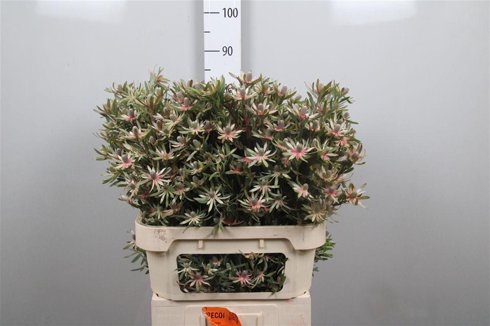 <h4>Leucadendron Ayoba Star Pearl</h4>