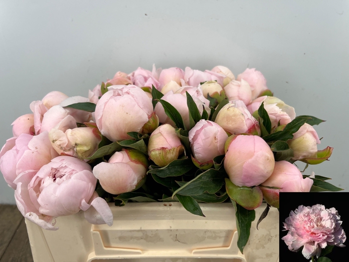 <h4>PAEO L NOEMI DEMAY</h4>