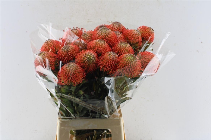 <h4>Leuco Co Succession</h4>