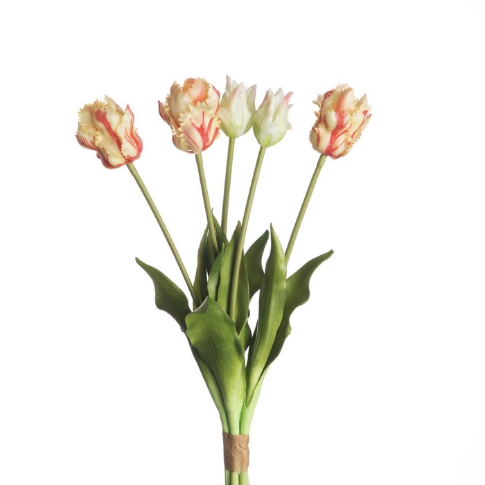 <h4>AF Tulip Parrot x5 L40cm Wh/Re</h4>