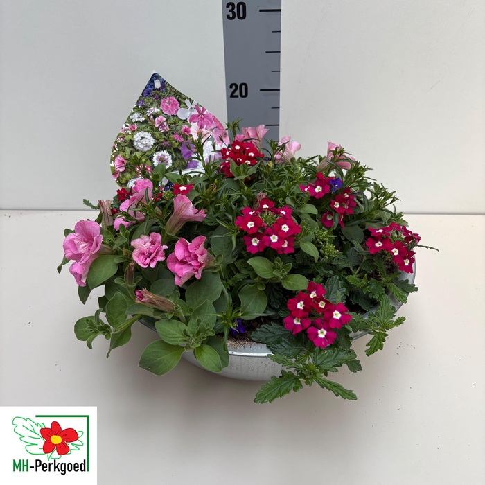 <h4>PERKPL TOEF 3 KL</h4>