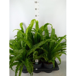 Asplenium antiquum 'Osaka'
